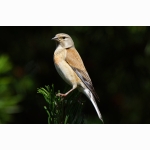 welcher Vogel DSC05137.jpg
